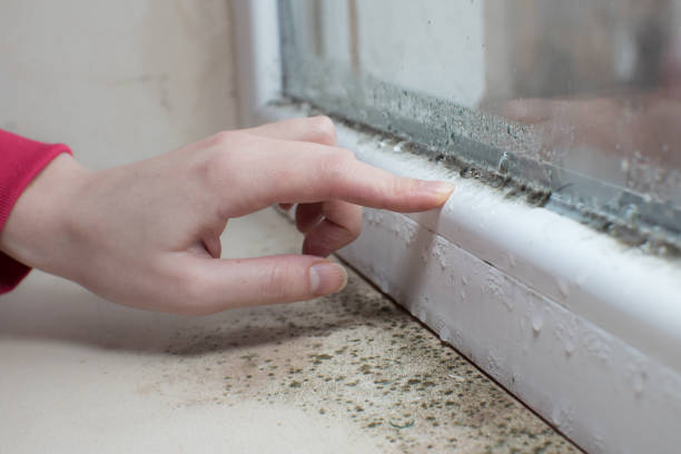 Environmental Consulting for Mold Prevention in Galena, IL